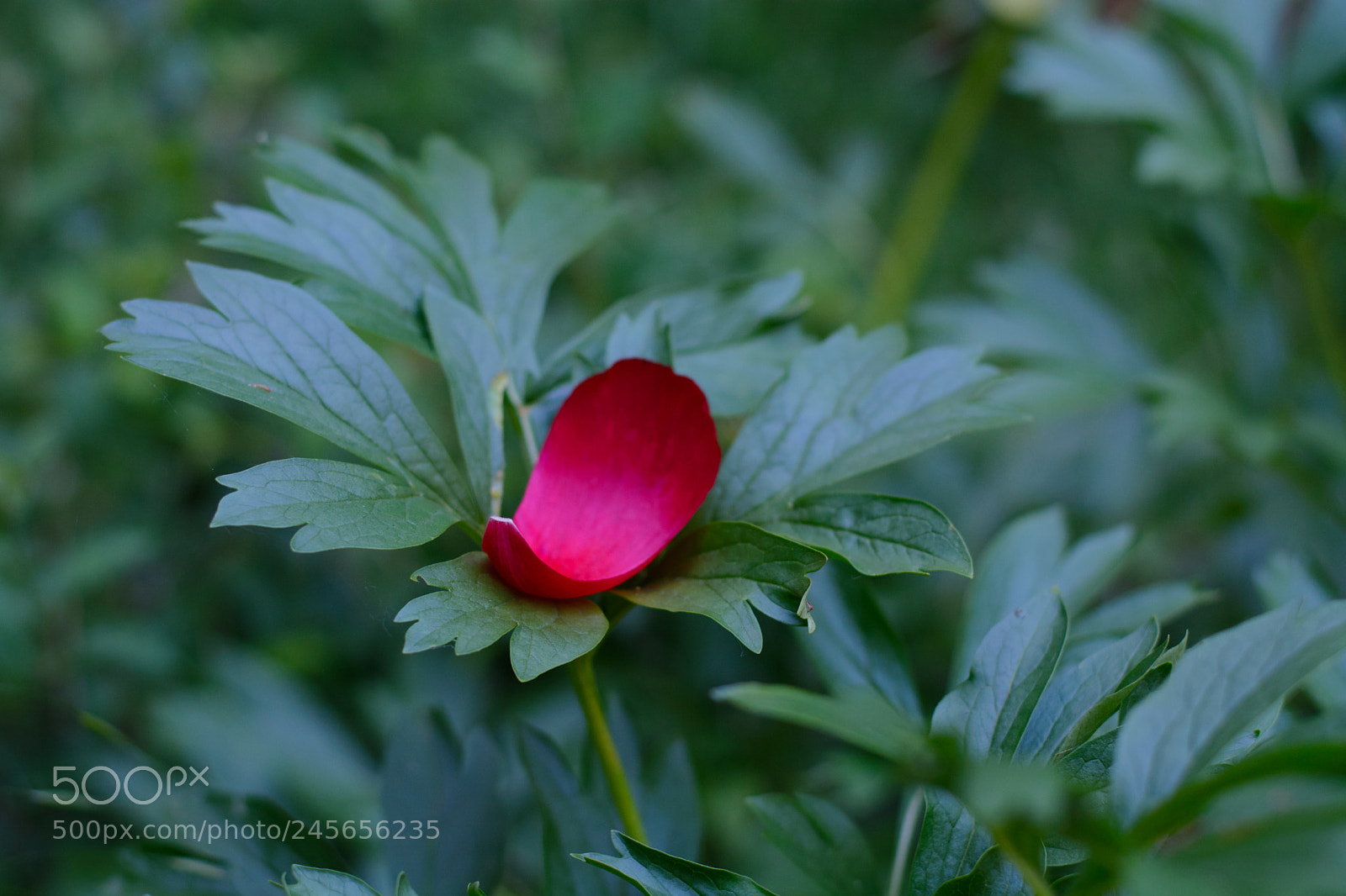 Nikon D5200 sample photo. The last of the photography