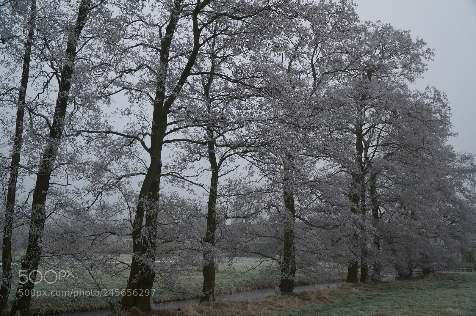 Sony Alpha NEX-6 sample photo. Snowy white park. photography