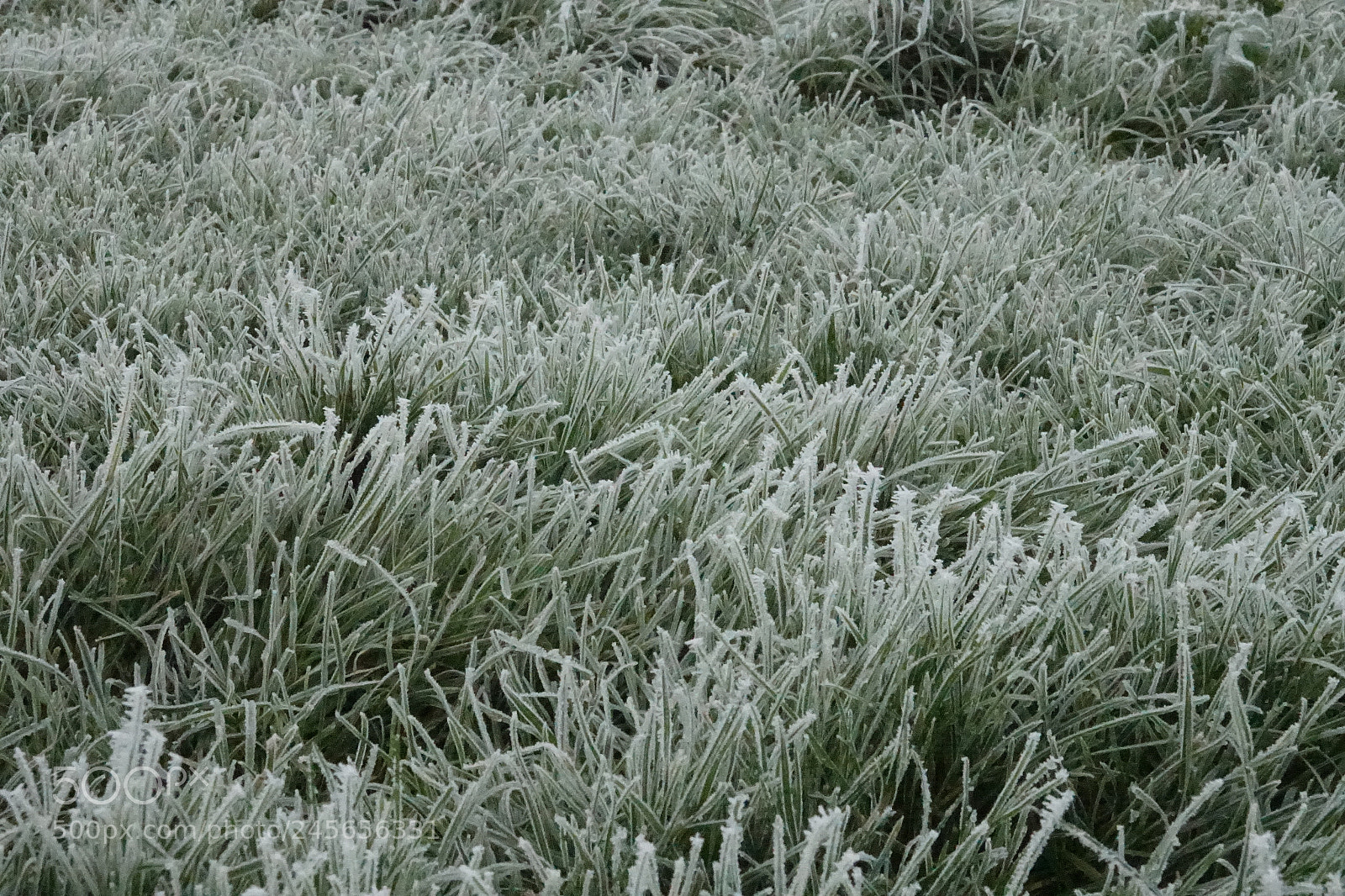 Sony Cyber-shot DSC-RX10 III sample photo. Snowy white park. photography