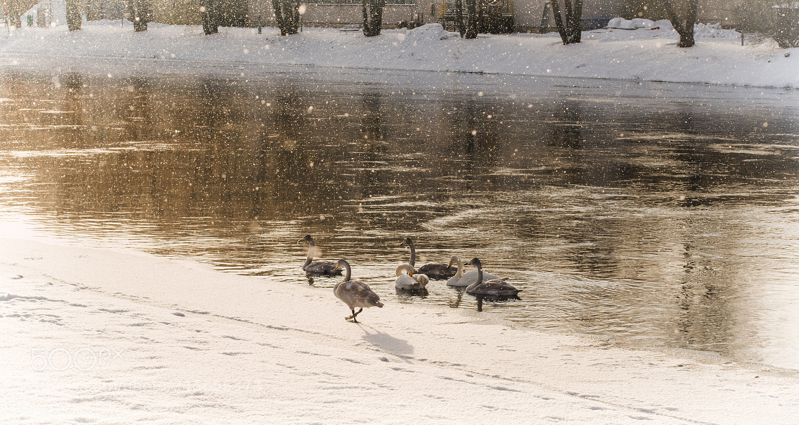 Nikon D600 sample photo. Swan in snow photography
