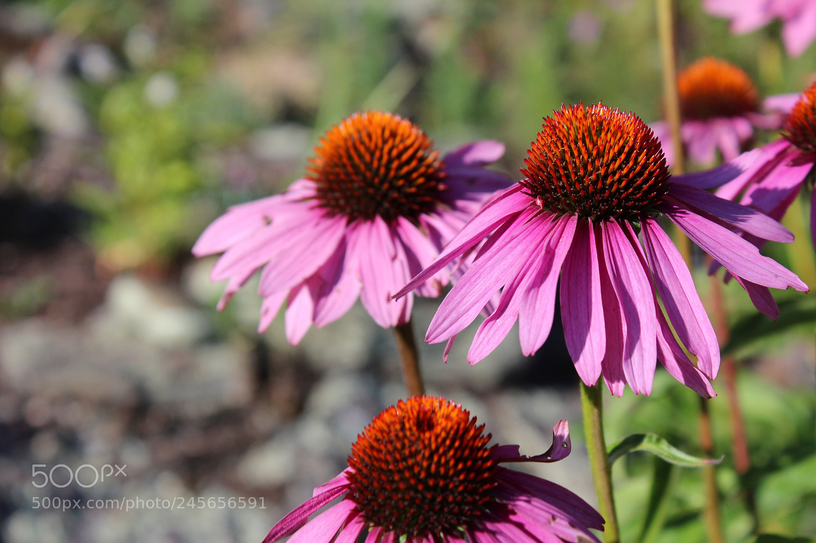 Canon EOS 600D (Rebel EOS T3i / EOS Kiss X5) sample photo. Img photography