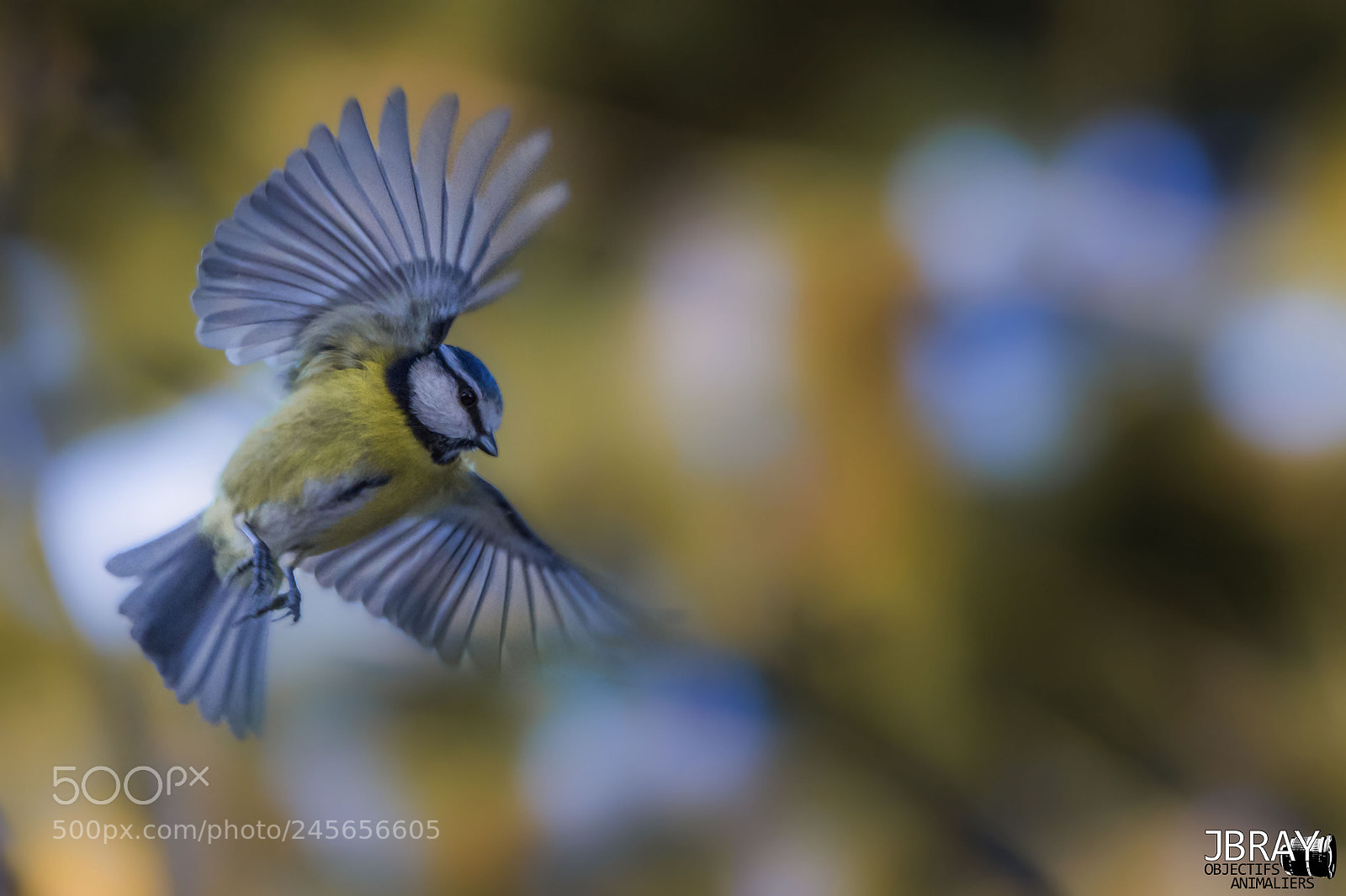 Nikon D7200 sample photo. The angel photography
