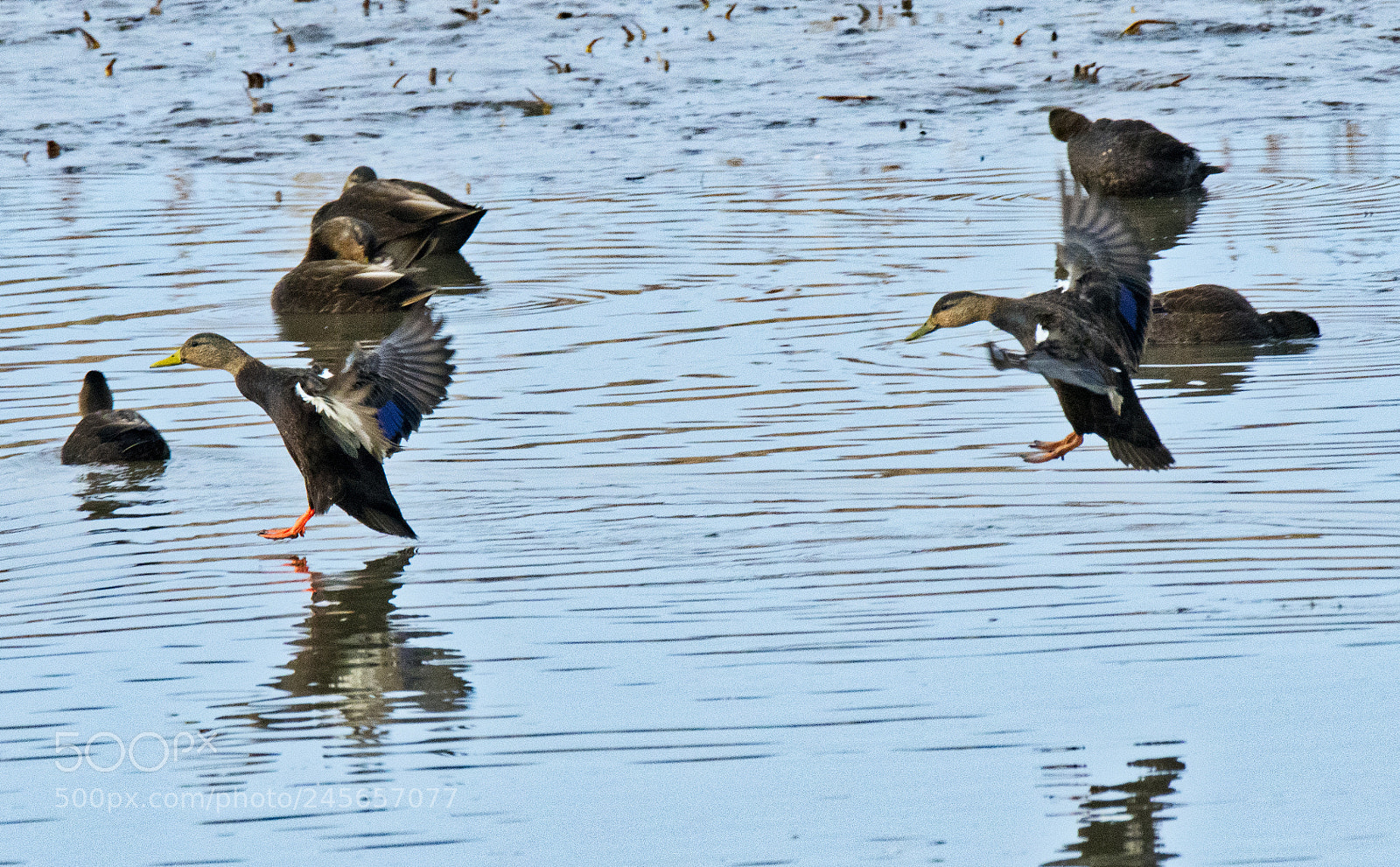 Nikon D500 sample photo. Touching down photography