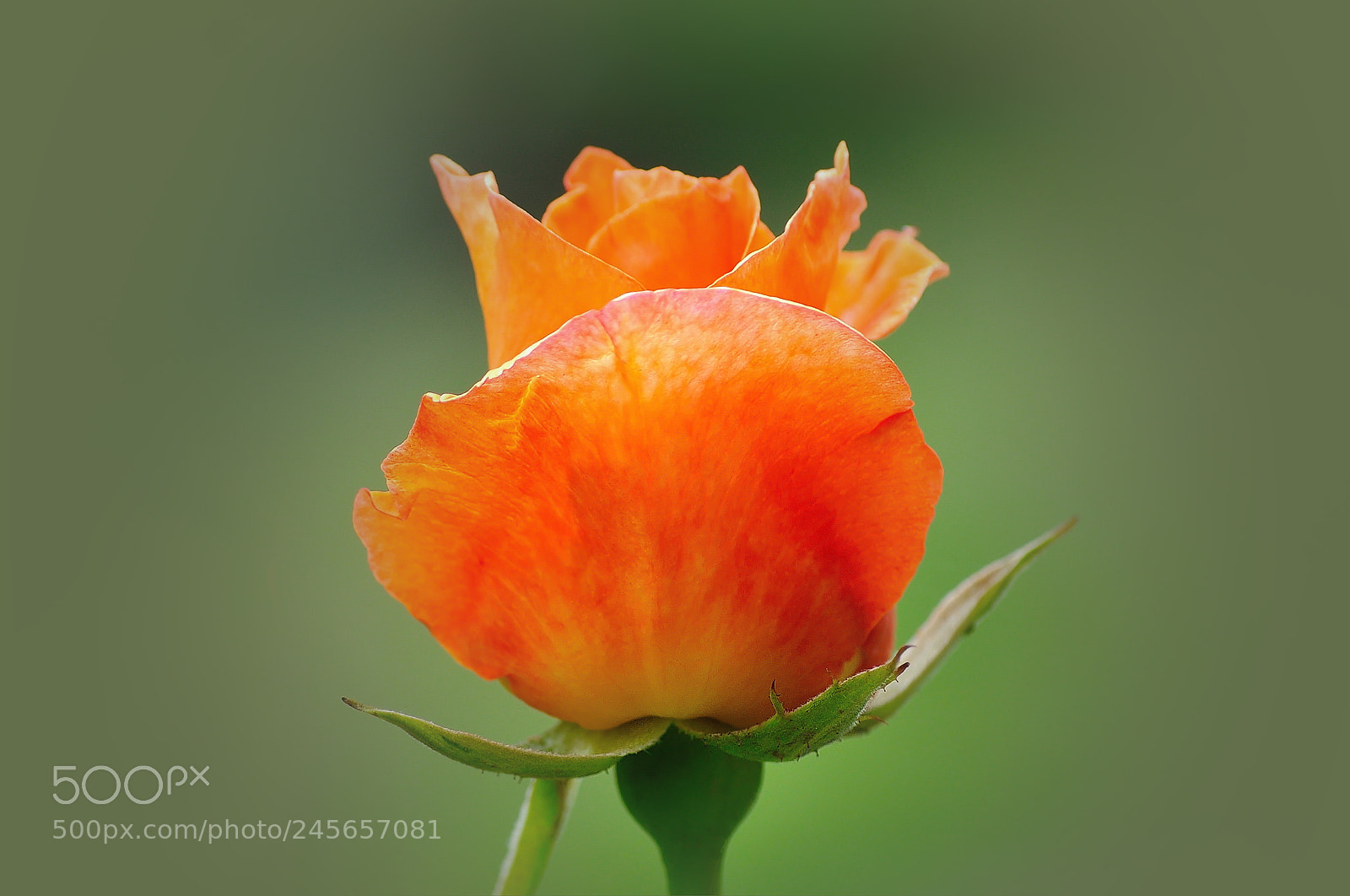 Nikon D5000 sample photo. Rose photography
