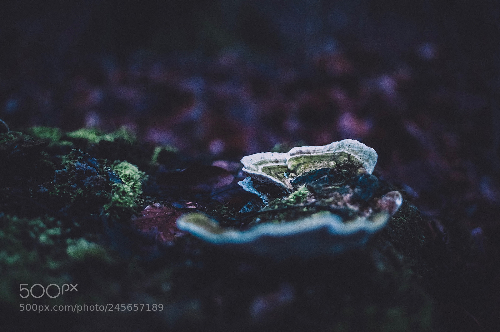 Nikon D5000 sample photo. Moody mushroom photography