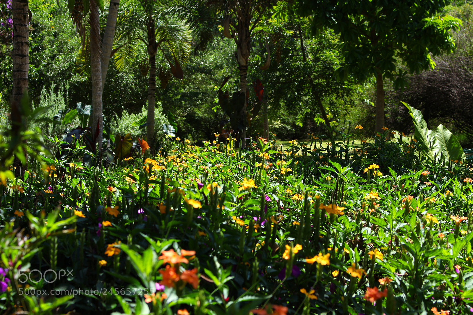 Canon EOS 700D (EOS Rebel T5i / EOS Kiss X7i) sample photo. Img photography
