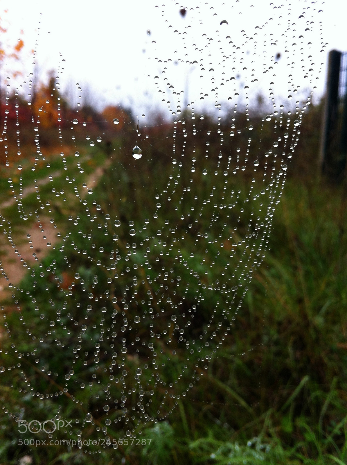 Apple iPhone 4 sample photo. Raindrops on spiderweb photography