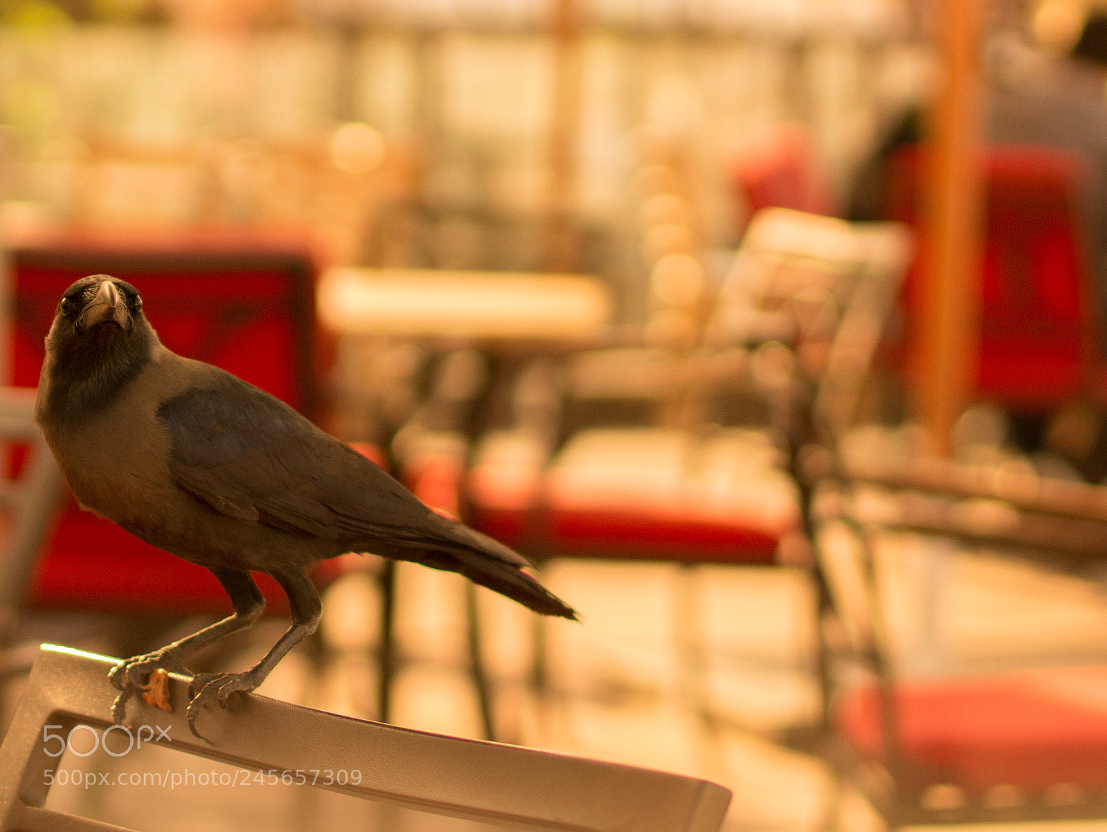 Canon EOS 100D (EOS Rebel SL1 / EOS Kiss X7) sample photo. Caren photography