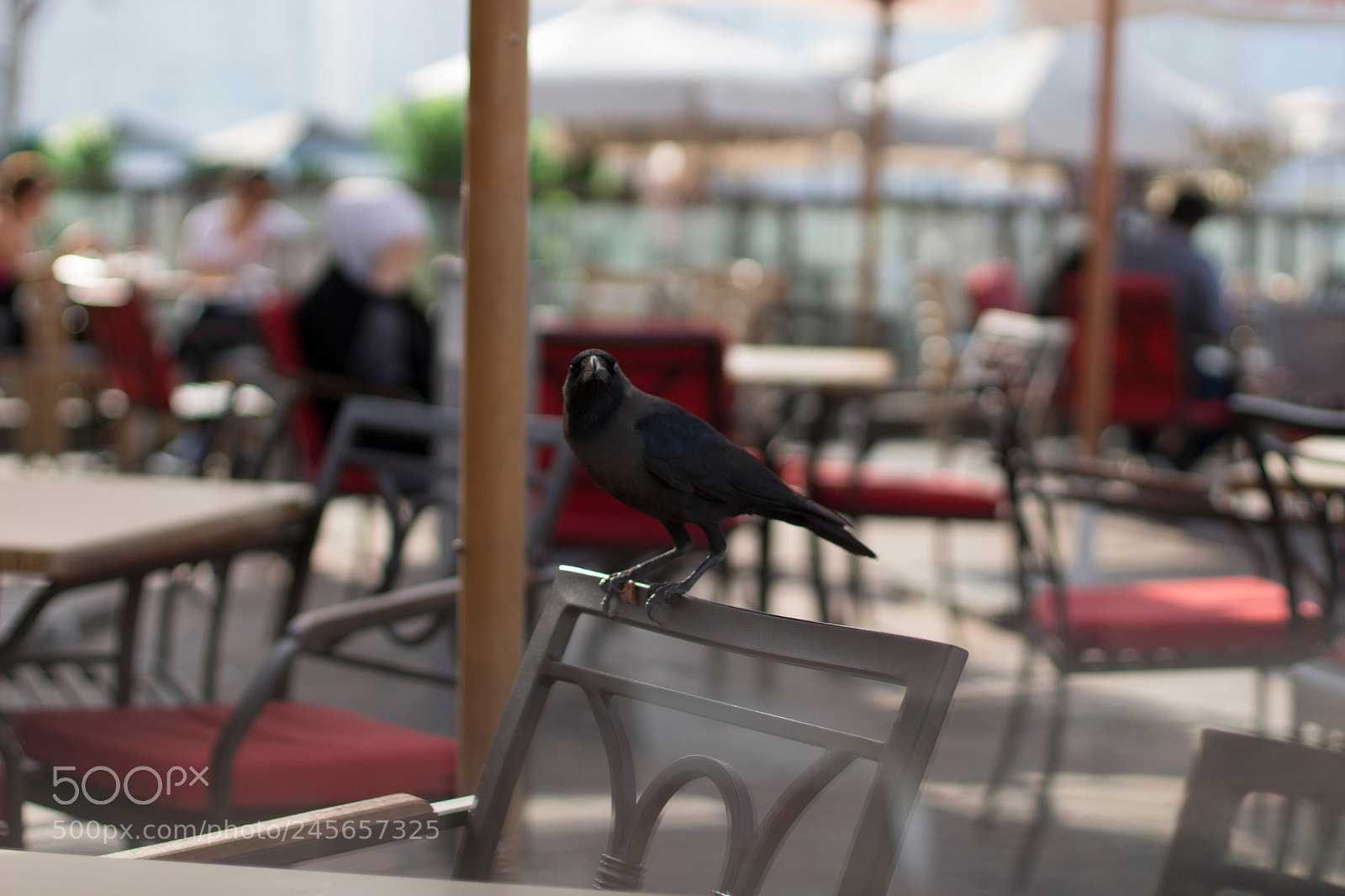 Canon EOS 100D (EOS Rebel SL1 / EOS Kiss X7) sample photo. Caren photography