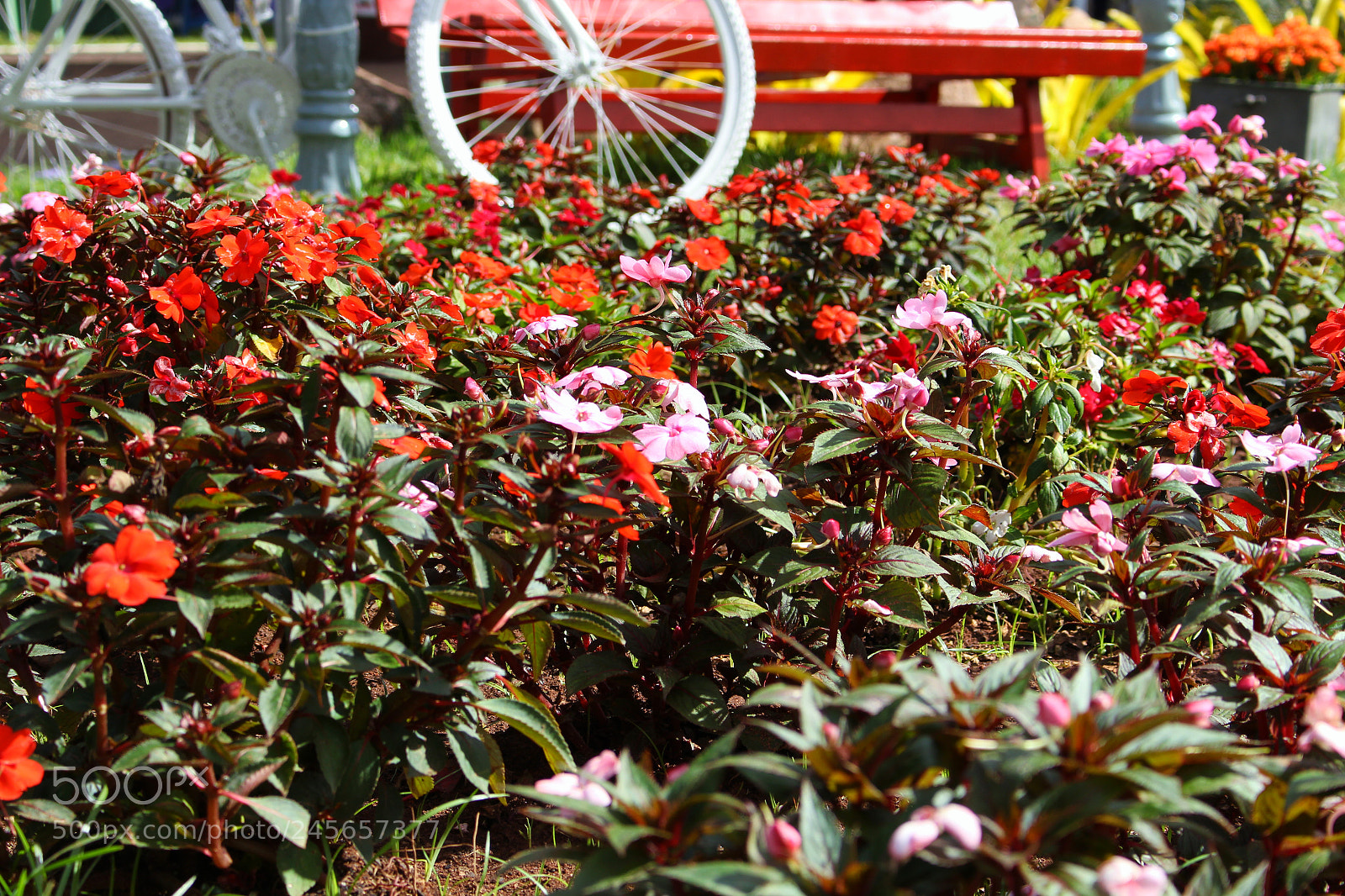 Canon EOS 700D (EOS Rebel T5i / EOS Kiss X7i) sample photo. Img photography
