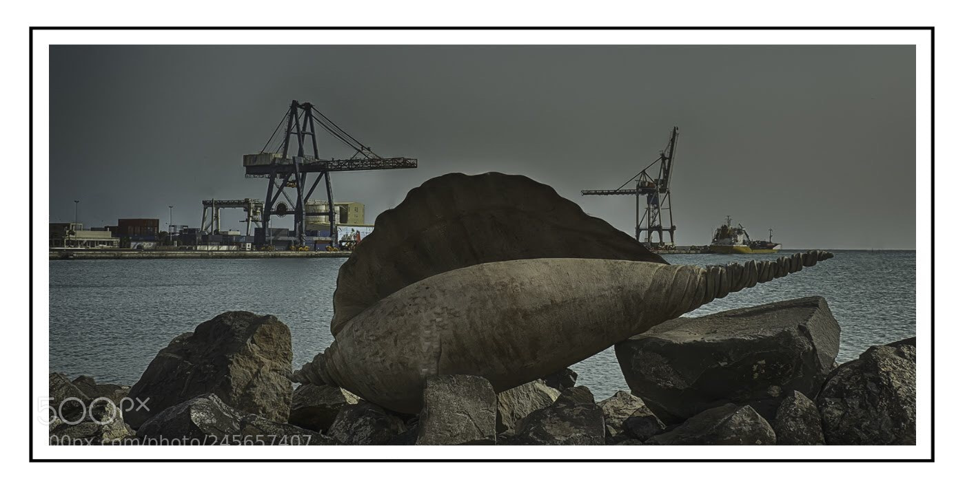 Olympus OM-D E-M5 II sample photo. Sea shell on the photography