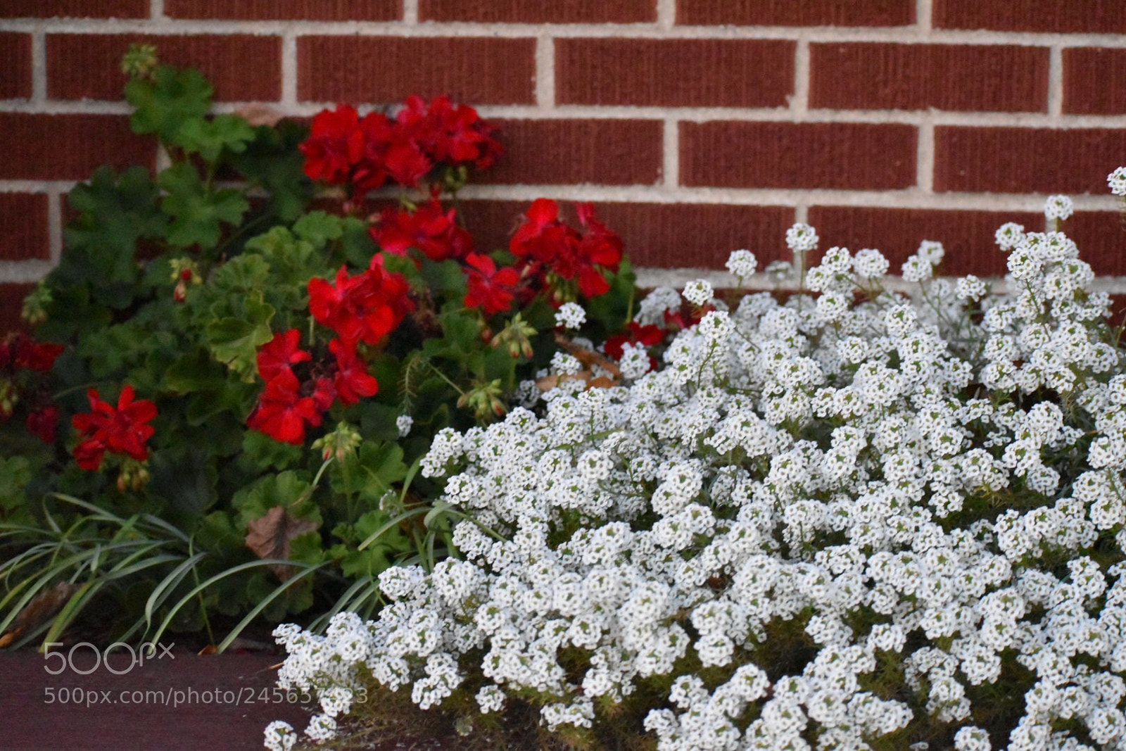 Nikon D5500 sample photo. Flowers photography