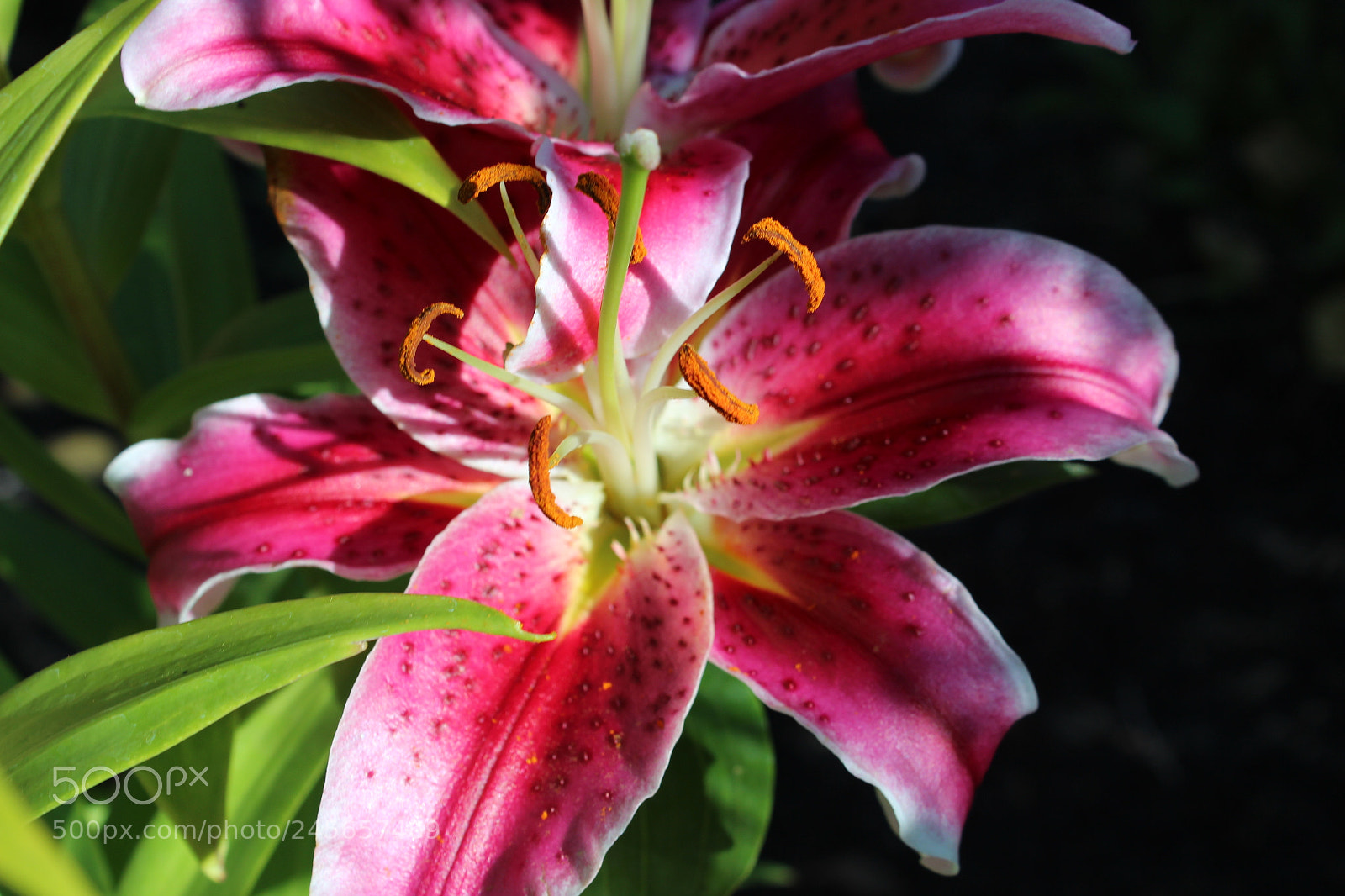 Canon EOS 600D (Rebel EOS T3i / EOS Kiss X5) sample photo. Sun illuminated flower photography