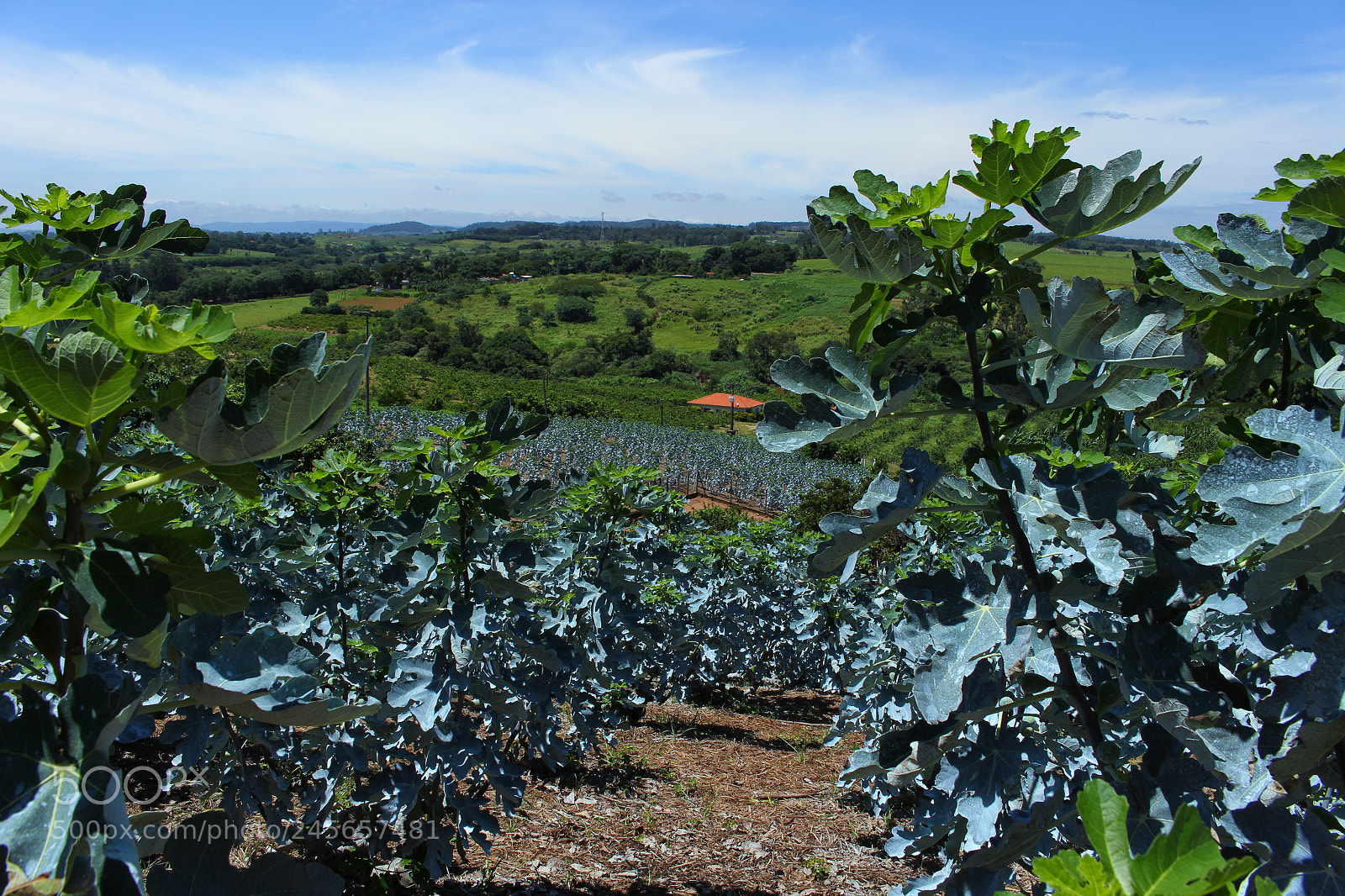 Canon EOS 700D (EOS Rebel T5i / EOS Kiss X7i) sample photo. Img photography