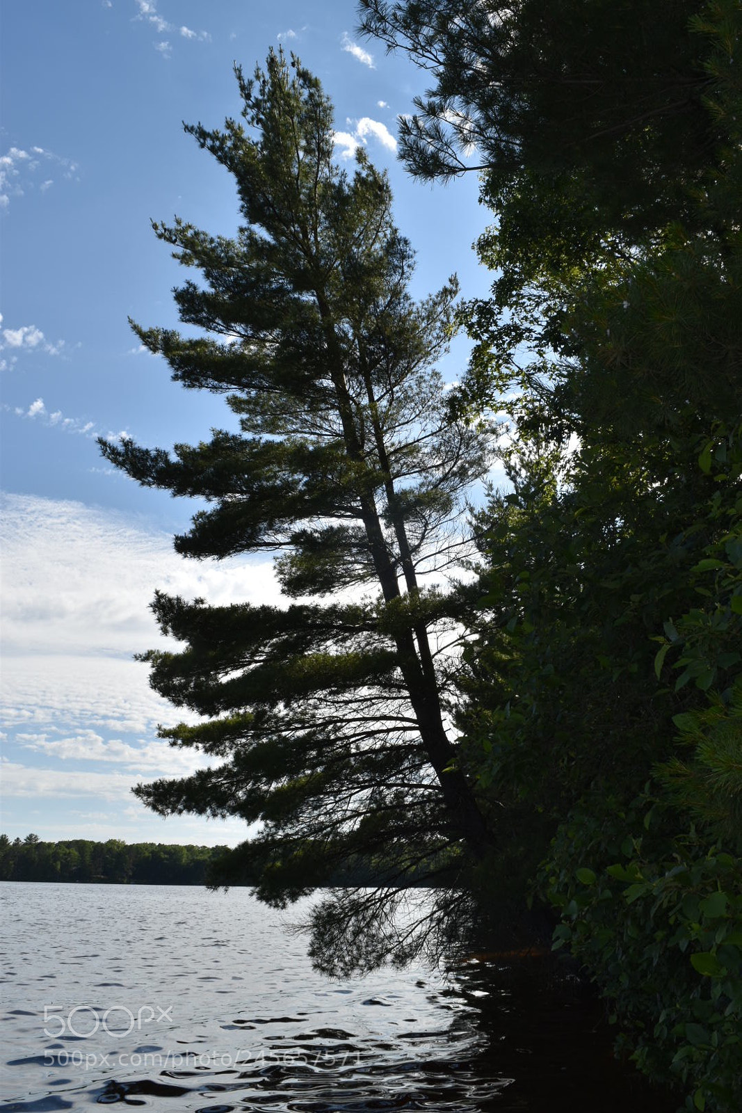 Nikon D5500 sample photo. Falling tree photography