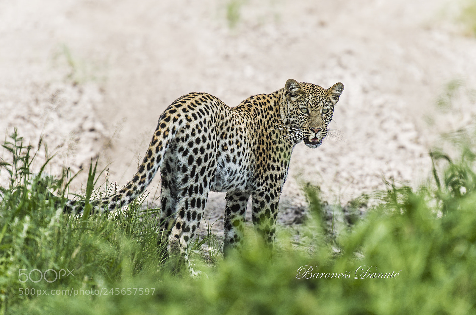 Nikon D4S sample photo. Kalahari desert leopard photography