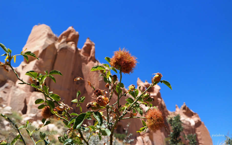 Samsung NX30 sample photo. ... photography