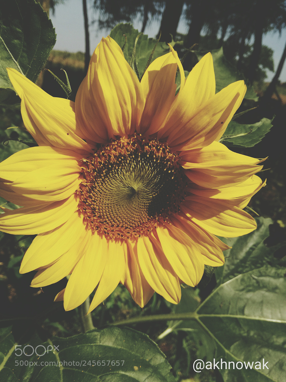 HUAWEI P9 LITE sample photo. Sunflower photography