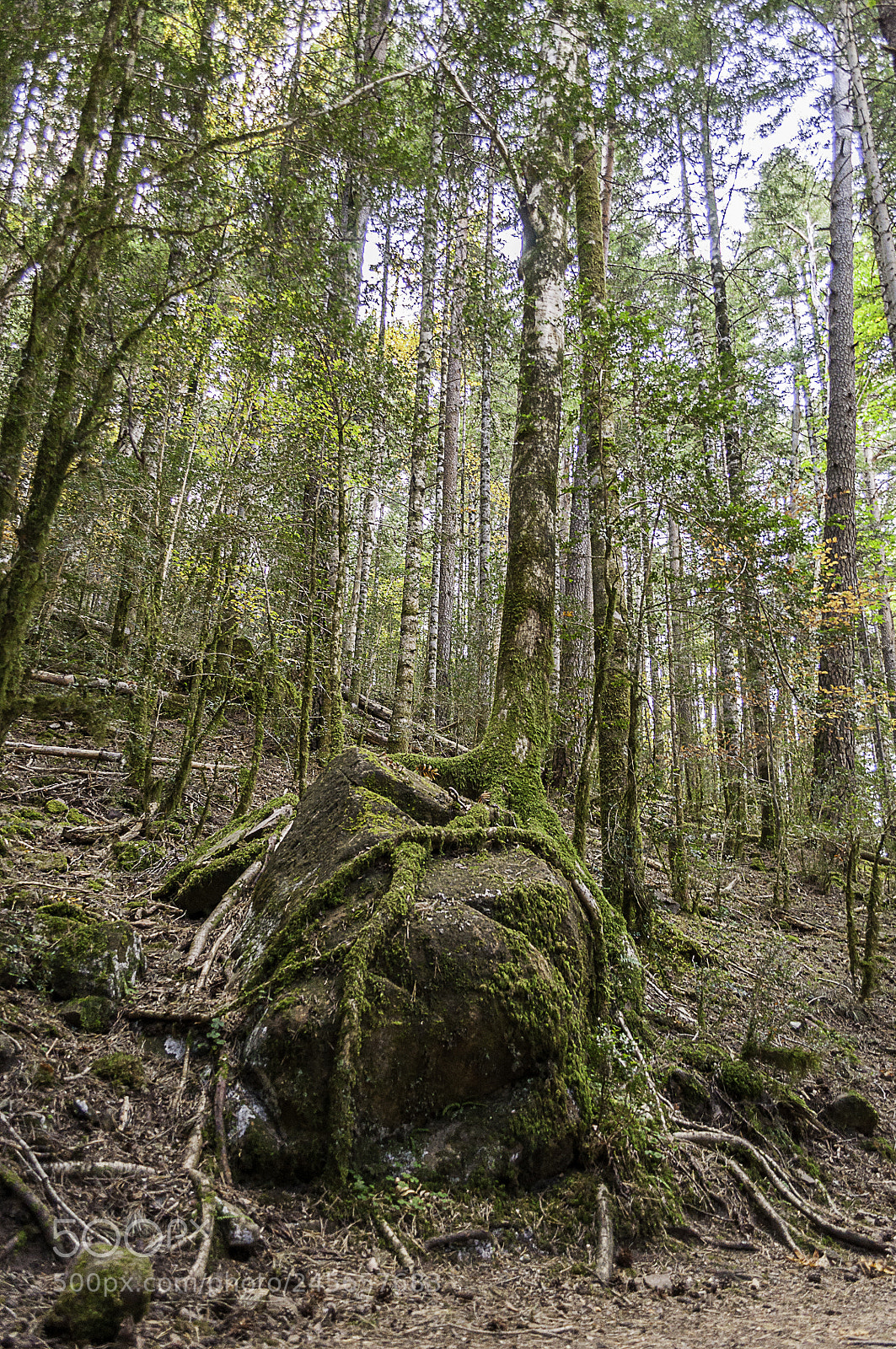 Nikon D5000 sample photo. Tree survival photography