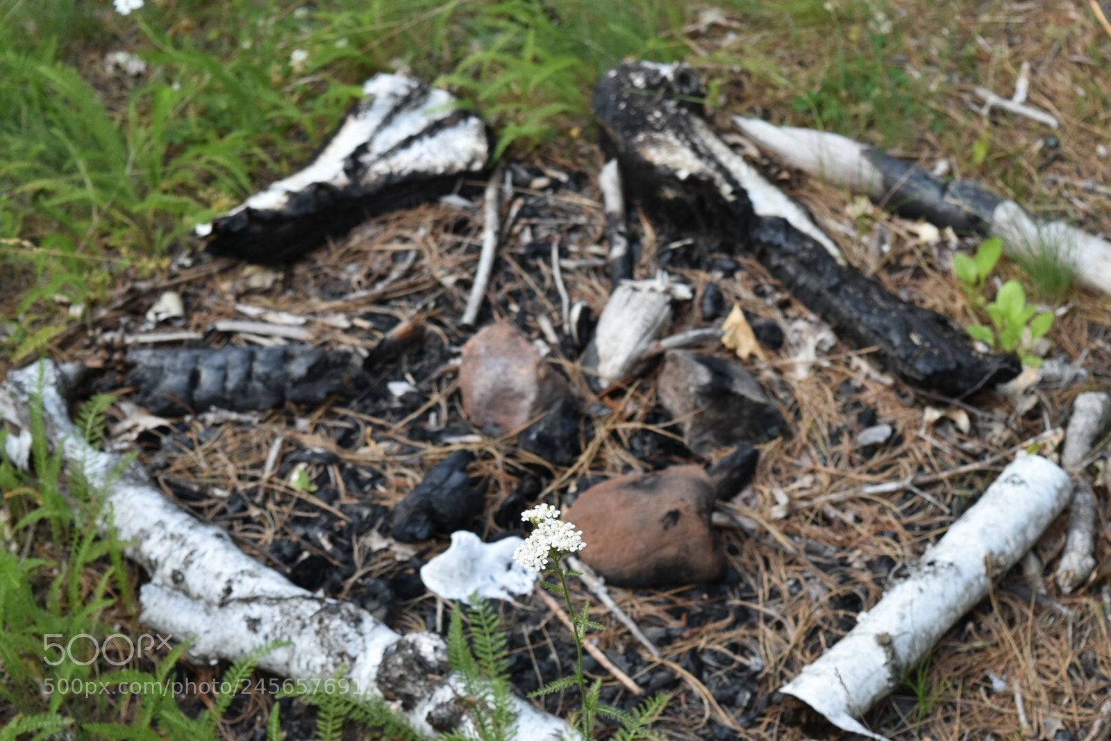 Nikon D5500 sample photo. Abandoned fire pit photography