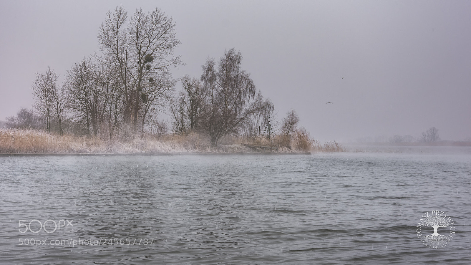 Nikon D7200 sample photo. Nieśmiaość zimy photography