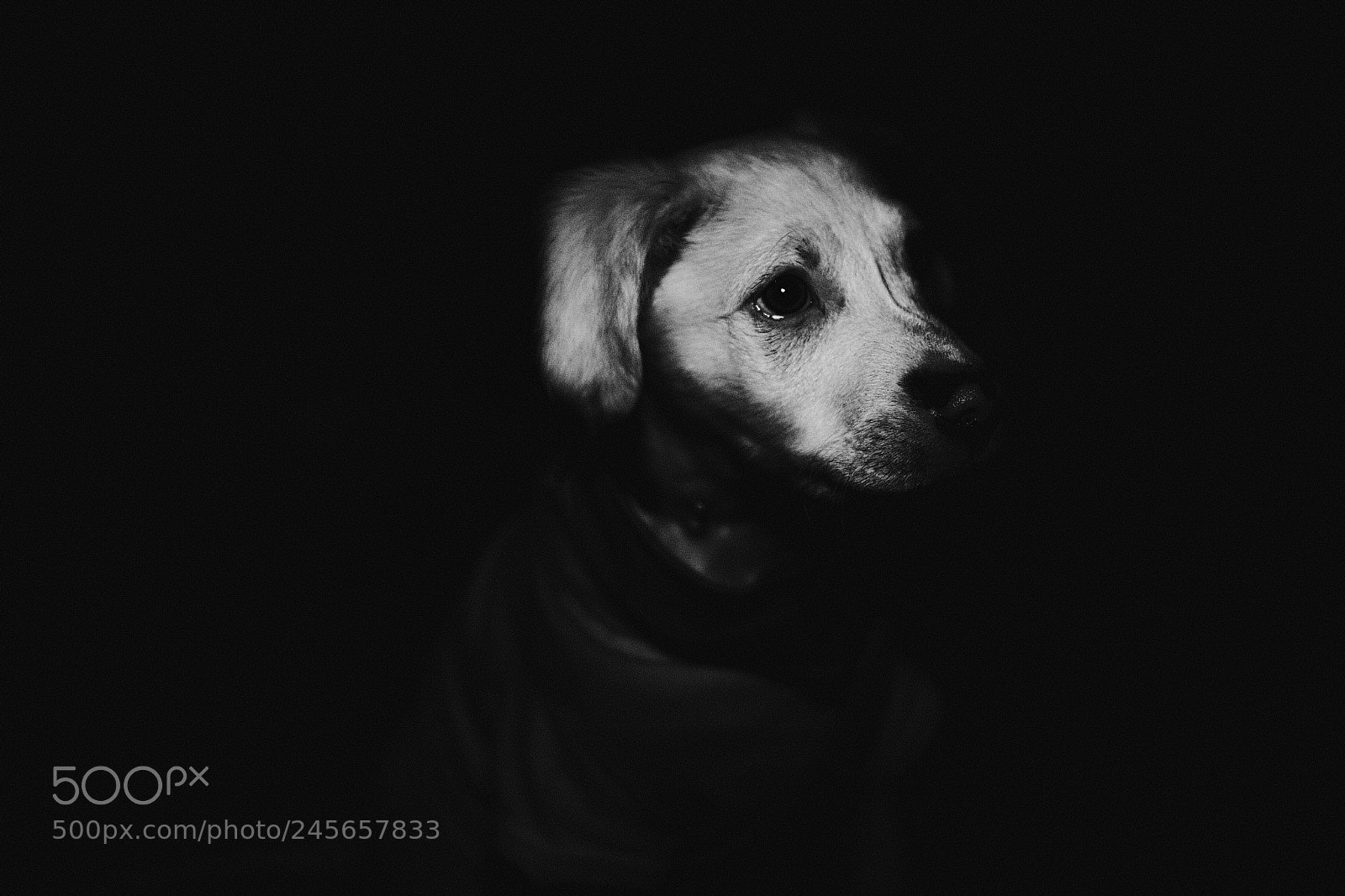 Fujifilm X-T20 sample photo. Dog light photography