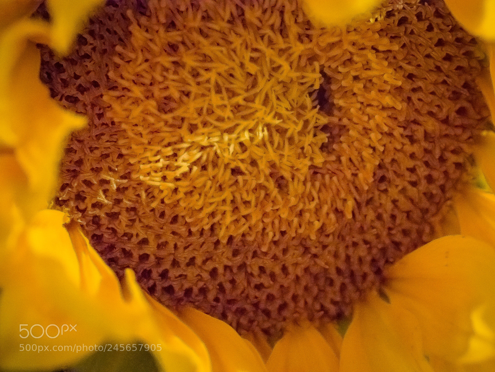 Panasonic Lumix DMC-G85 (Lumix DMC-G80) sample photo. Intricacy photography
