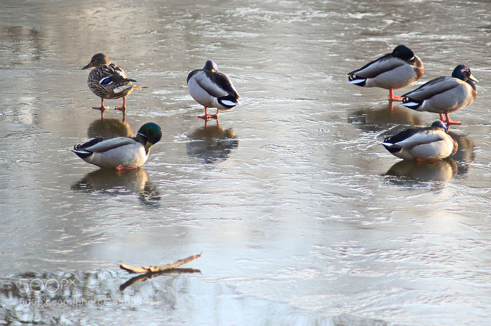 Nikon D2X sample photo. On frozen pond photography