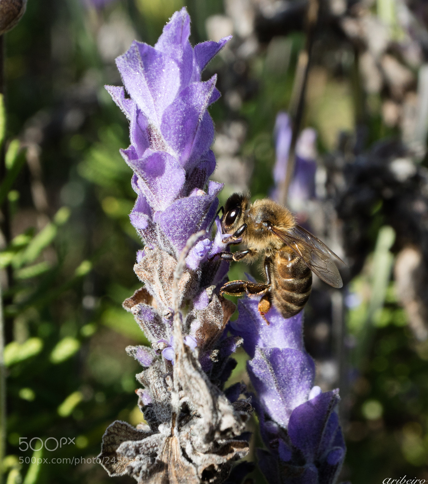 Canon EOS M3 sample photo. Bee at work photography