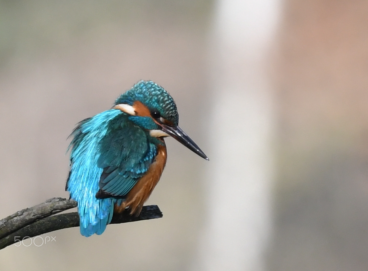 Sigma 150-600mm F5-6.3 DG OS HSM | S sample photo. Kingfisher (alcedo atthis). photography