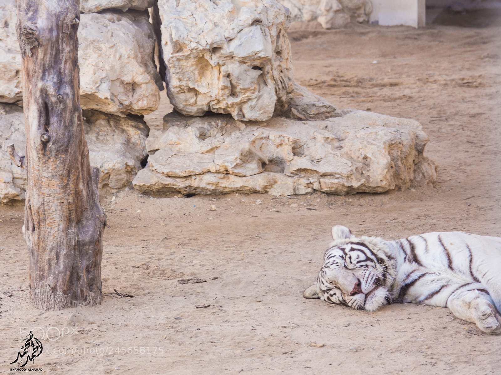 Canon EOS 650D (EOS Rebel T4i / EOS Kiss X6i) sample photo. Sleeping tiger photography