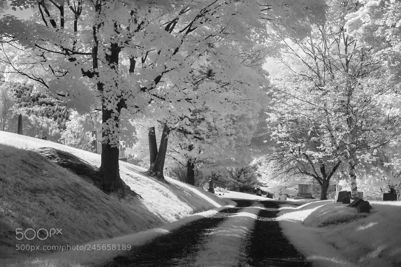Canon EOS 400D (EOS Digital Rebel XTi / EOS Kiss Digital X) sample photo. Cemetery road infrared photography