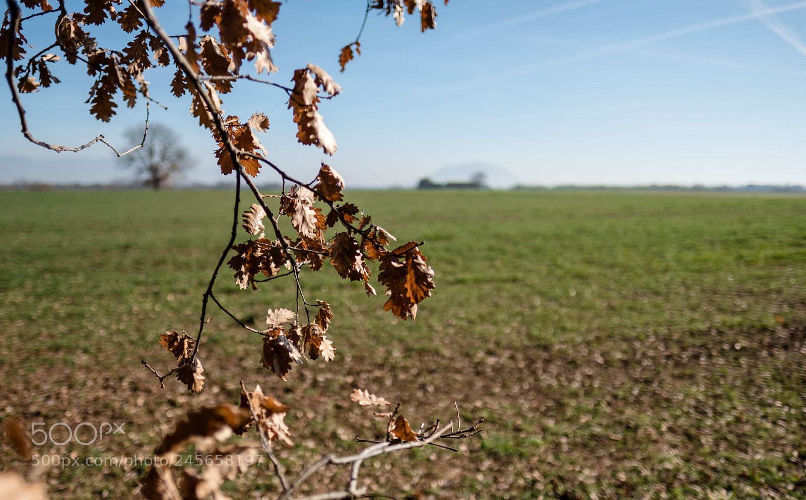 Fujifilm X-Pro2 sample photo. Leaves photography