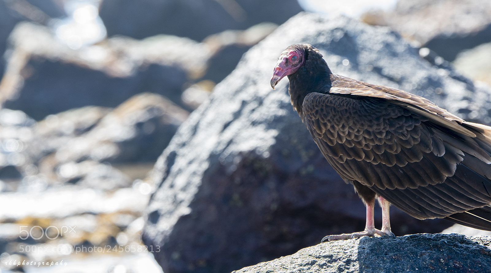 Nikon D500 sample photo. Turkey vulture photography