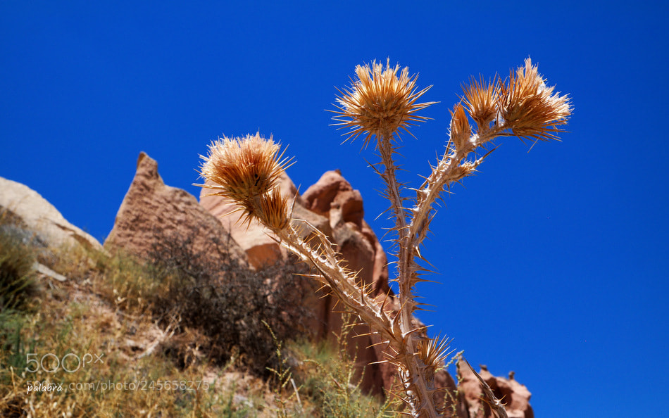 Samsung NX30 sample photo. ... photography