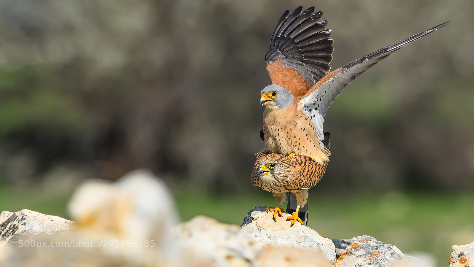 Nikon D500 sample photo. K k kerkenez falco photography