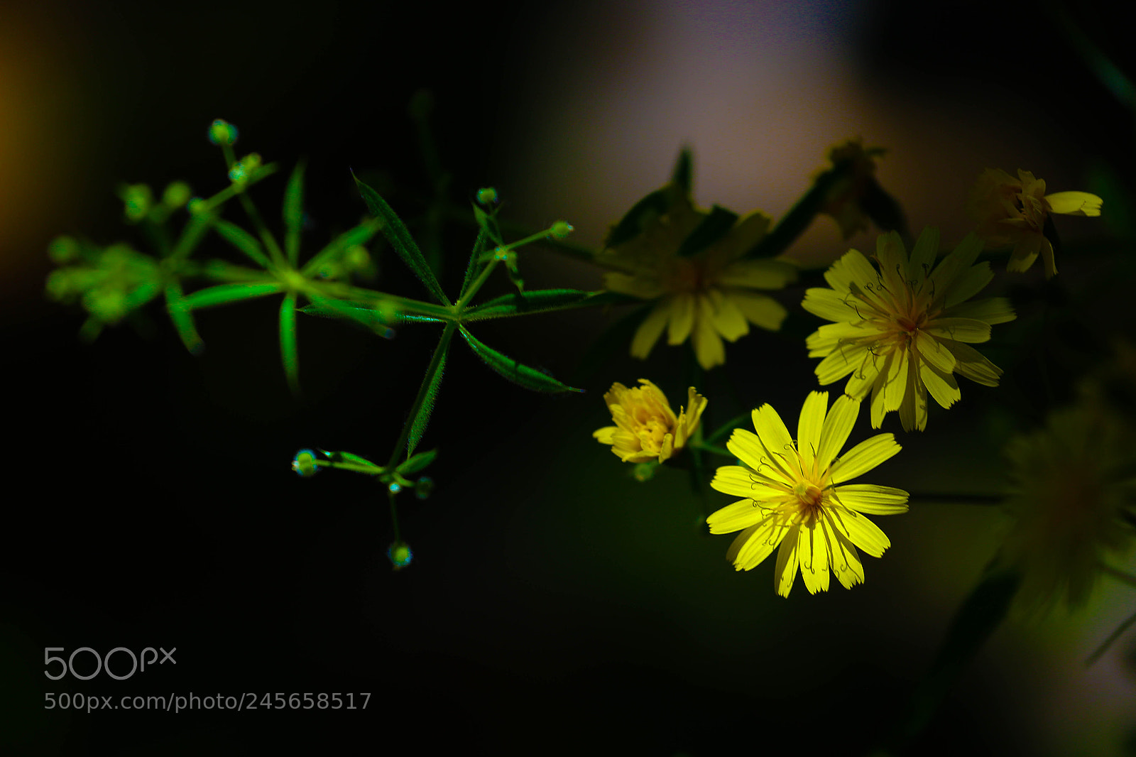 Canon EOS 70D sample photo. Yellow flower in shadow photography