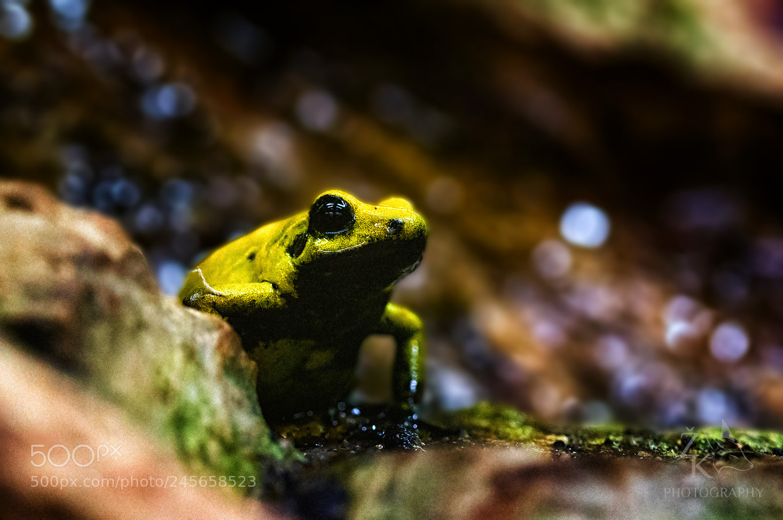 Nikon D5200 sample photo. Golden poison frog photography