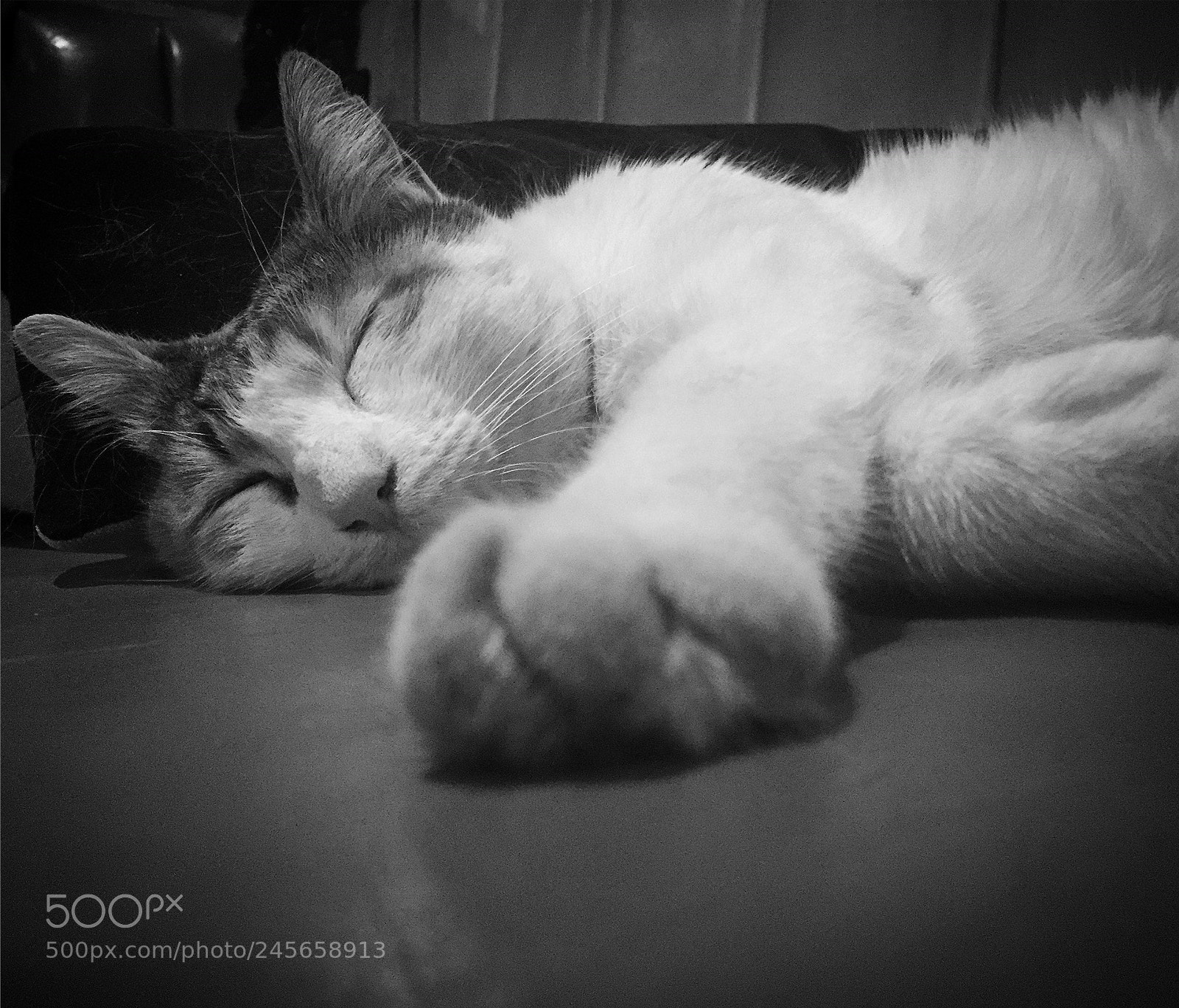 Apple iPhone 6 sample photo. Sleepless... photography