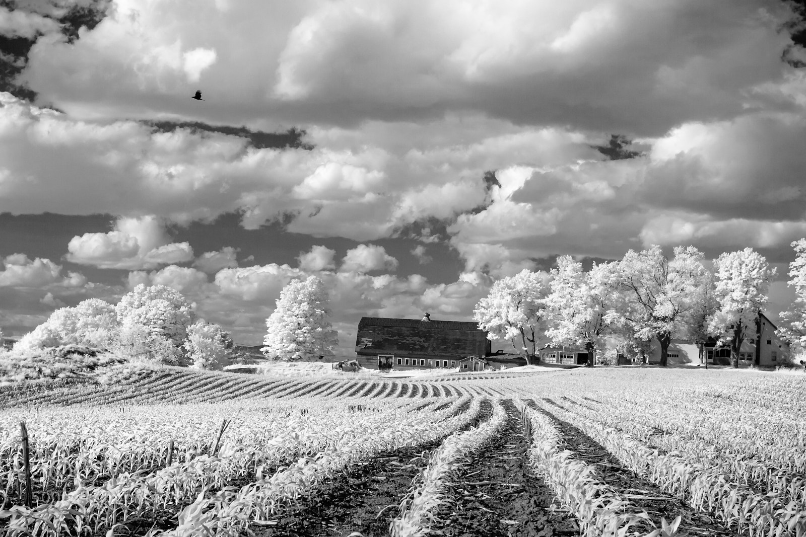 Canon EOS 400D (EOS Digital Rebel XTi / EOS Kiss Digital X) sample photo. Vermont farm infrared photography