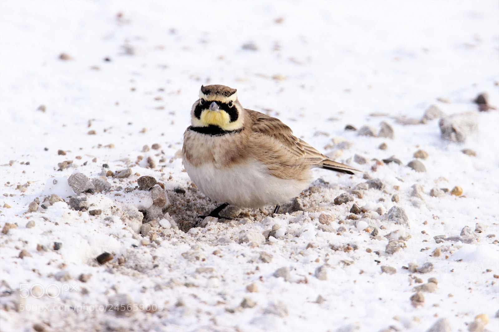 Canon EOS 600D (Rebel EOS T3i / EOS Kiss X5) sample photo. Horned lark photography