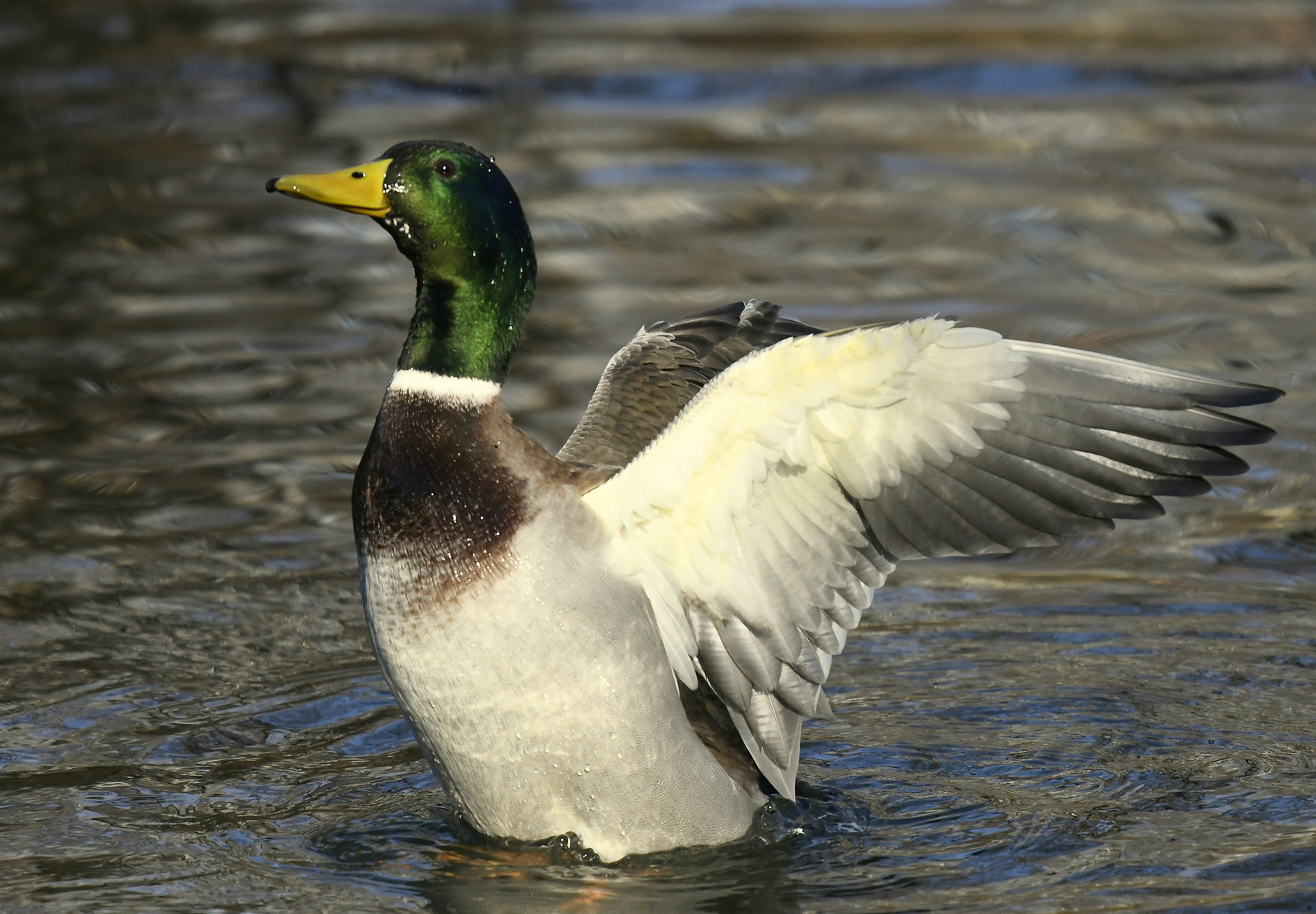 Nikon Nikkor AF-S 300mm F4E PF ED VR sample photo. Airing... photography