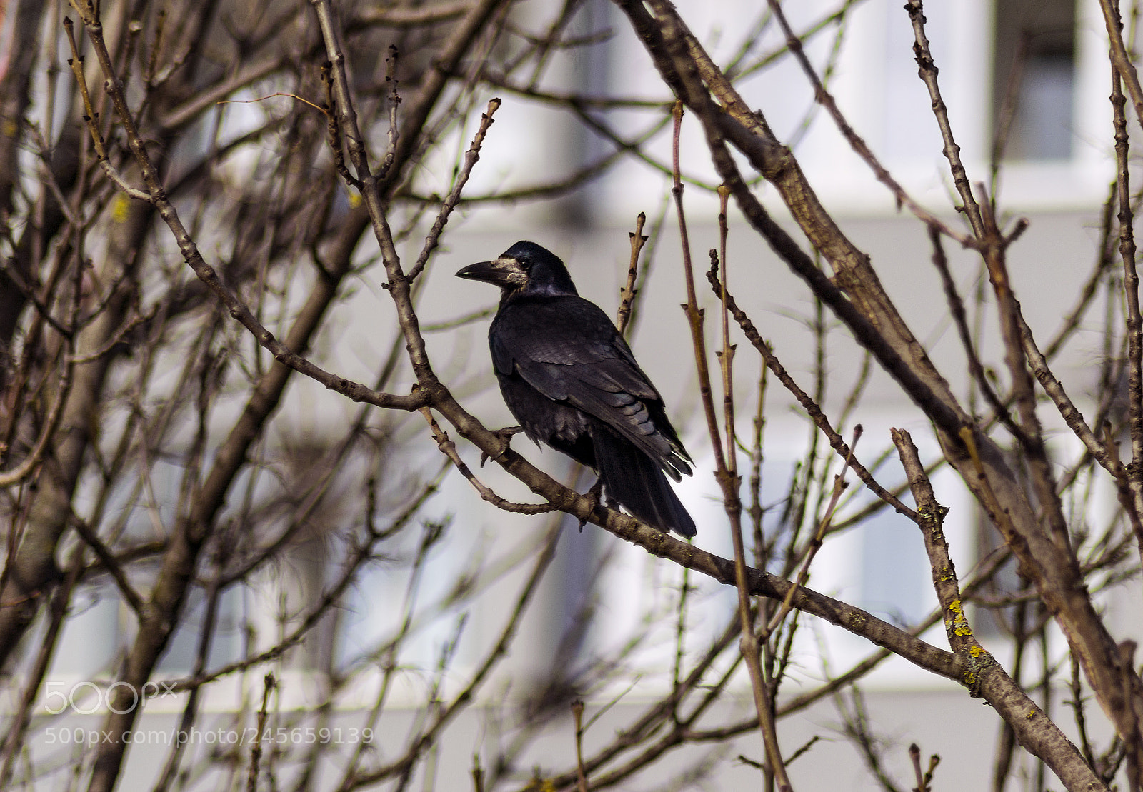 Nikon D3100 sample photo. Alone craw photography