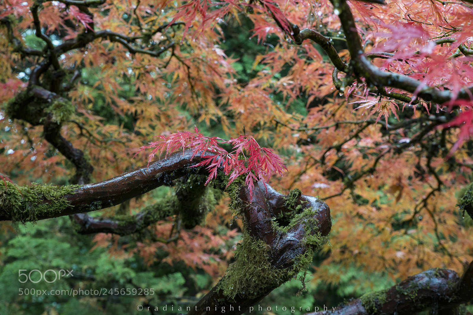 Nikon D610 sample photo. Wet japanese maple photography