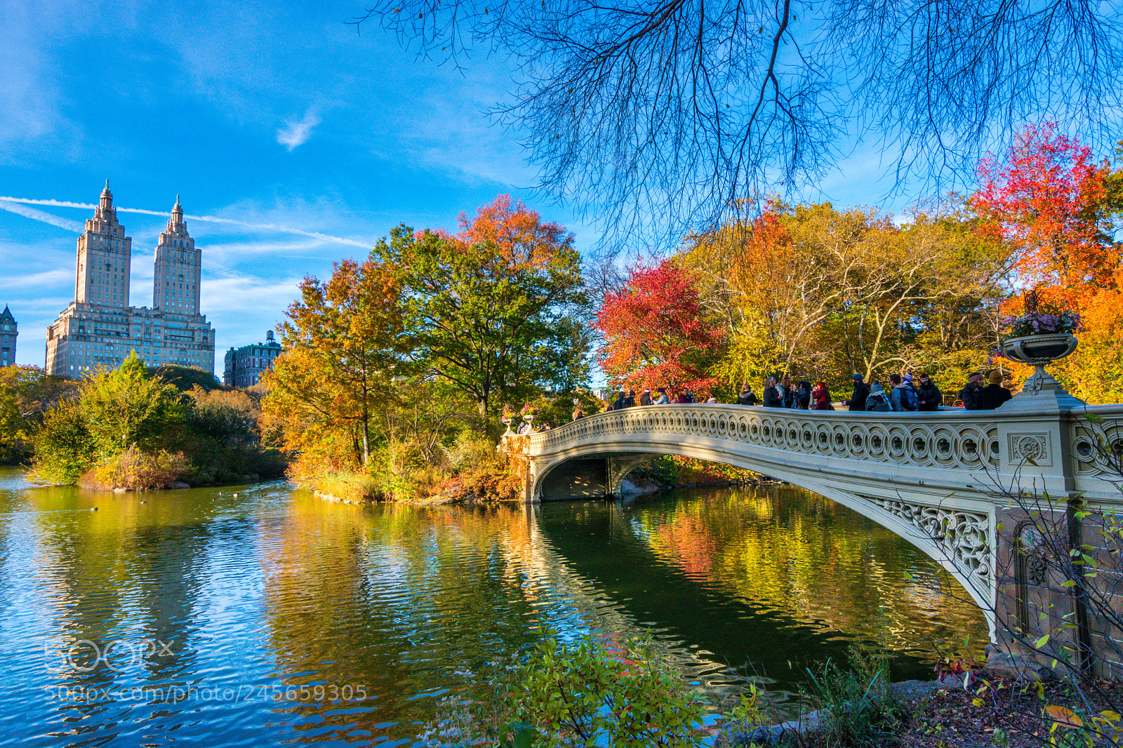 Nikon D5500 sample photo. Fall in central park photography