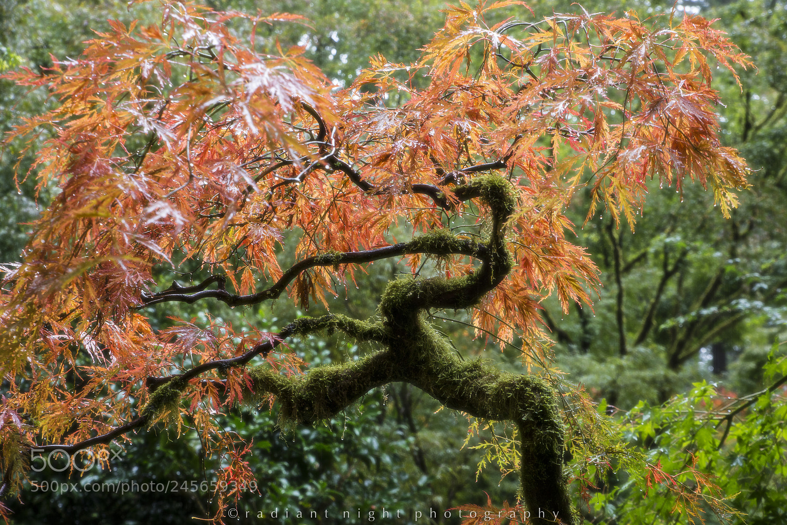 Nikon D610 sample photo. Alive photography