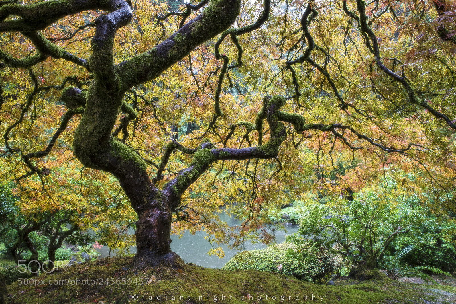 Nikon D610 sample photo. The tree 2017 photography