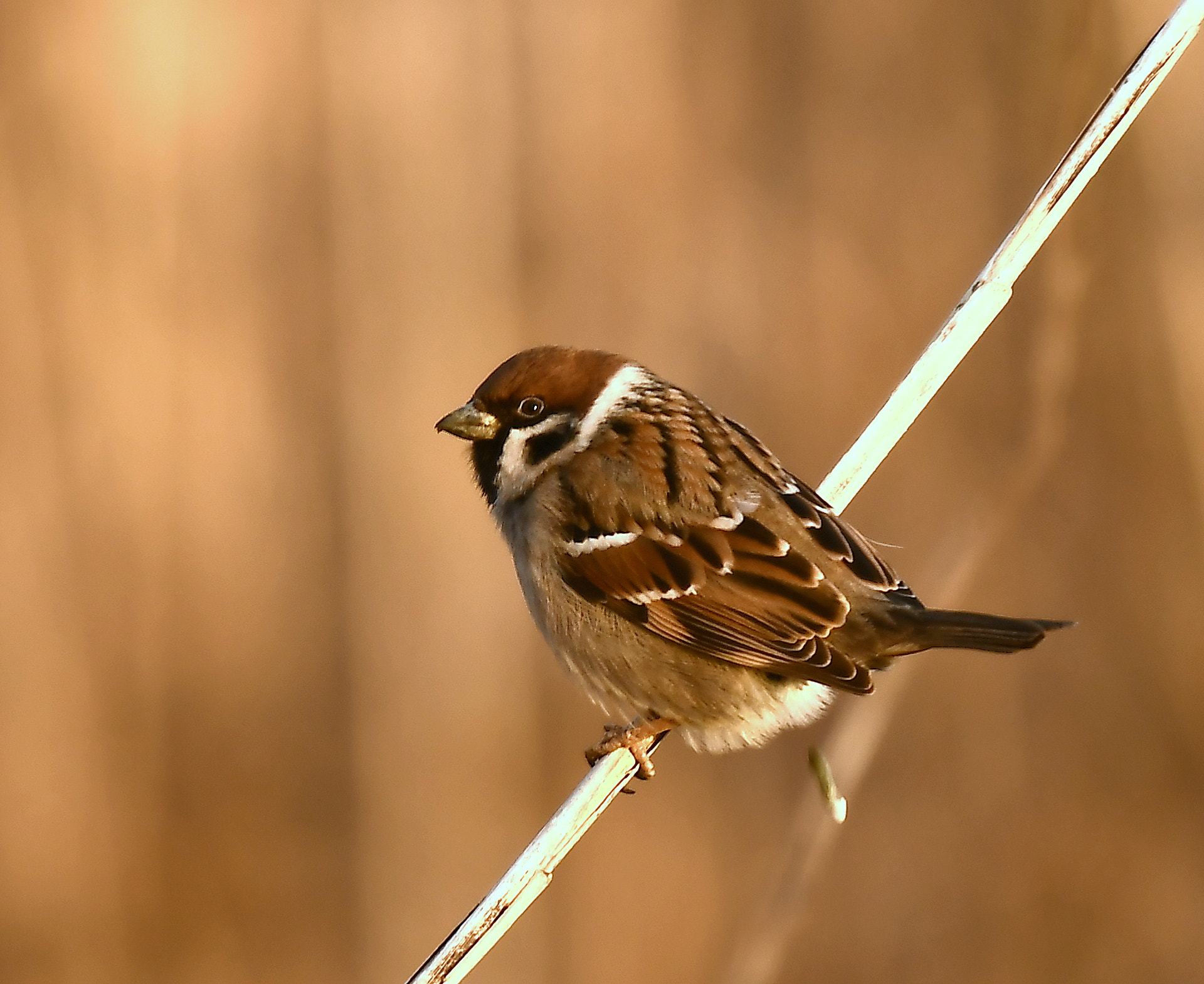 Nikon D500 + Nikon Nikkor AF-S 300mm F4E PF ED VR sample photo. Flop... photography