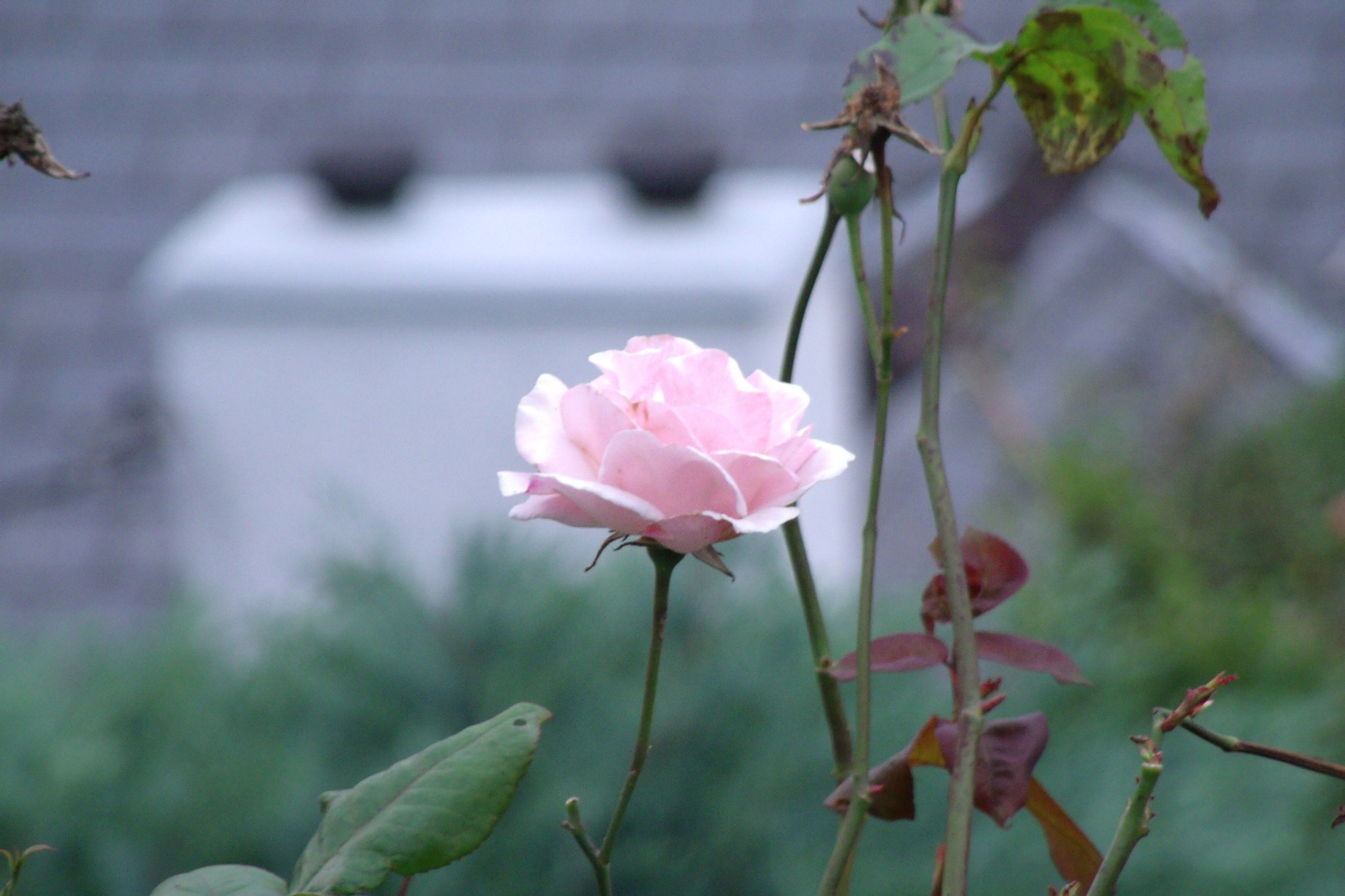 GENERAL IMAGING CO. X400 sample photo. Pink flower photography