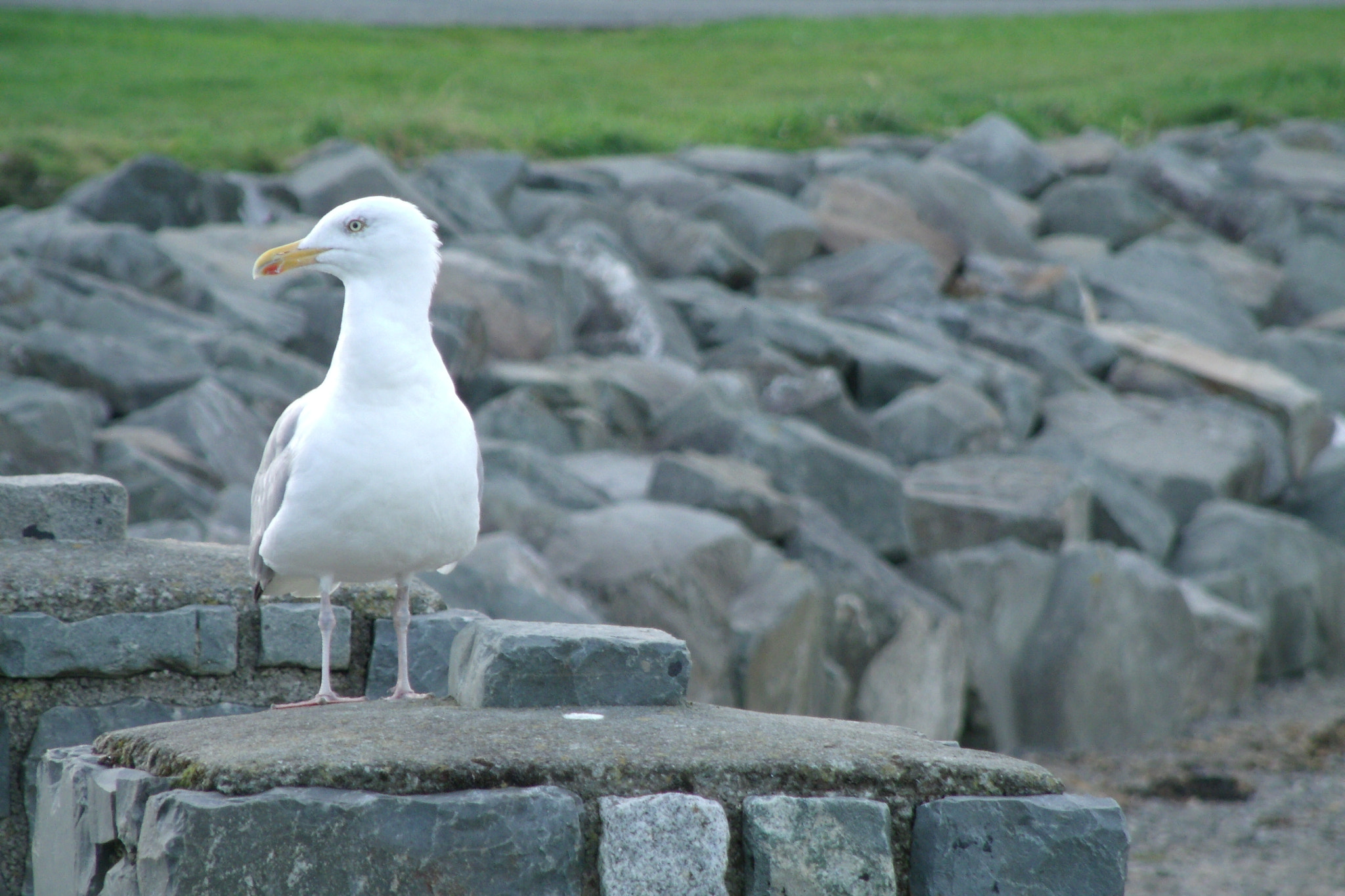 GENERAL IMAGING CO. X400 sample photo. Seagull photography